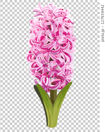 風信子（粉紅色） 127659442