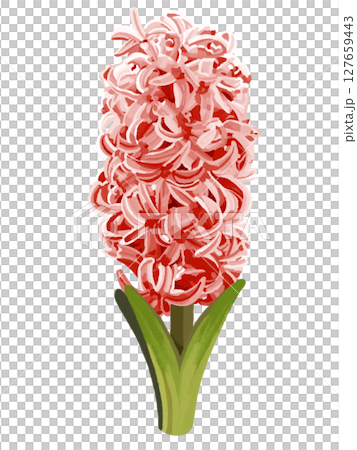 風信子（紅色） 127659443