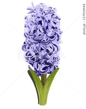 ヒヤシンス（パープル） 127659444