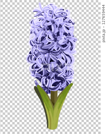 ヒヤシンス（パープル） 127659444