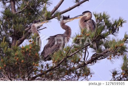 Great Blue Heron babies playing in their nest, Canada Great Blue Heron babies playing in their nest, Canada 127659505