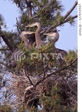 Great Blue Heron babies playing in their nest, Canada 127659507