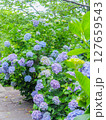 伊豆 下田公園のあじさい（静岡県下田市） 127659543