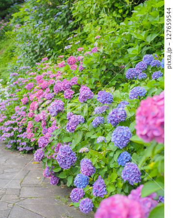 伊豆 下田公園のあじさい（静岡県下田市） 127659544