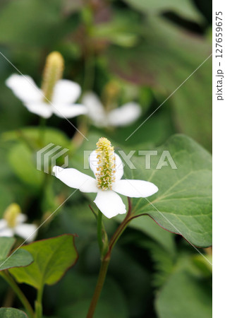 白いドクダミの花 白いドクダミの花 127659675