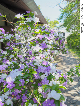 了仙寺のジャスミン(静岡県下田市) 了仙寺のジャスミン(静岡県下田市) 127659697