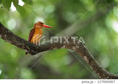 枝に止まり休憩中のリュウキュウアカショウビン 127660067