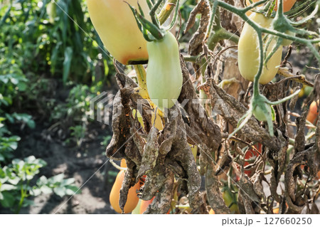 Unripe tomatoes on wilted vines in sunlit garden. Tomatoes with signs of fungal diseases 127660250