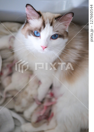 Mother ragdoll cat feeding her newborn kittens Mother ragdoll cat feeding her newborn kittens 127660544