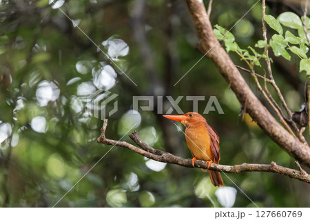 雨上がりのリュウキュウアカショウビン 127660769