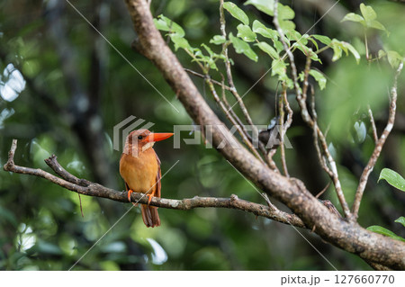 雨上がりのリュウキュウアカショウビン 127660770