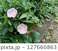 背景素材　道端の昼顔 127660863
