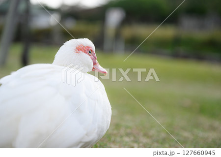 白い鳥　平和祈念公園　沖縄県 127660945