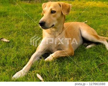 Dog image with selective focus Dog image with selective focus 127661080