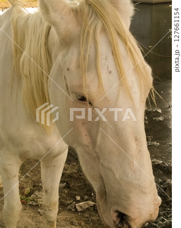 Beautiful white horse image with selective focus Beautiful white horse image with selective focus 127661154