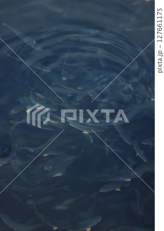 海面の波紋と魚たち 127661175