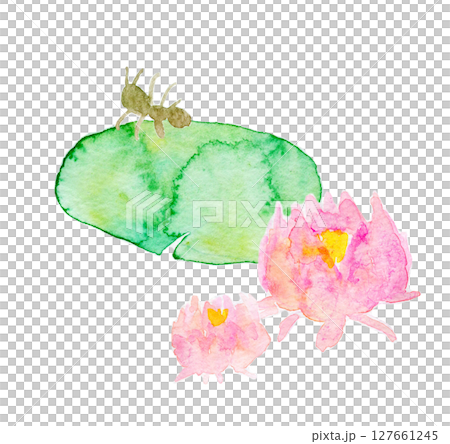 水彩イラスト　手描きイラスト　ハスの花と生き物 127661245