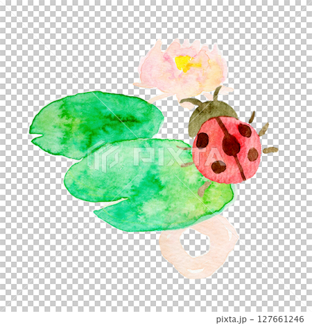 水彩イラスト 手描きイラスト ハスの花と生き物 水彩イラスト 手描きイラスト ハスの花と生き物 127661246