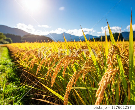 実った稲穂 田んぼ 実った稲穂 田んぼ 127661257
