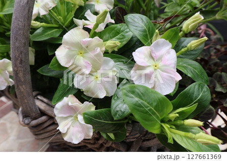 パステル調のビンカの花 パステル調のビンカの花 127661369