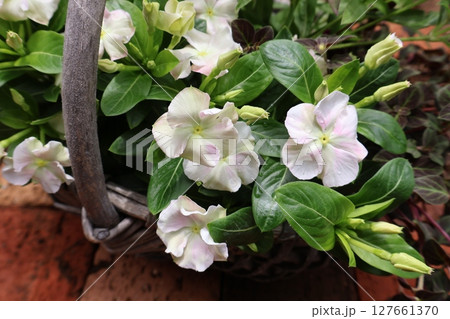 パステル調のビンカの花 パステル調のビンカの花 127661370