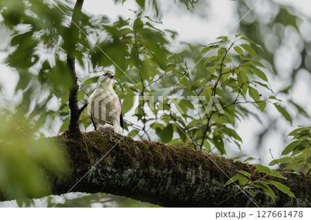 枝に留まって食事中のツミ 枝に留まって食事中のツミ 127661478