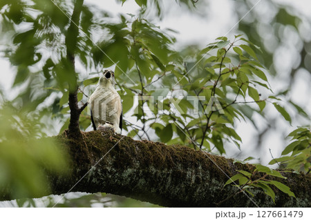 枝に留まって食事中のツミ 127661479