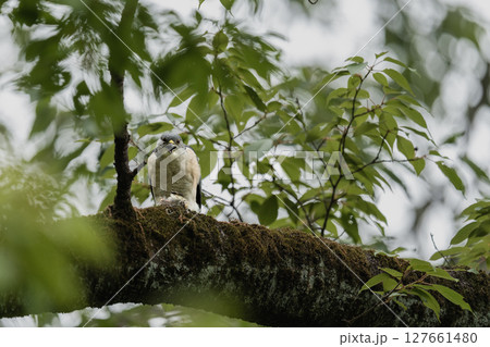 枝に留まって食事中のツミ 127661480