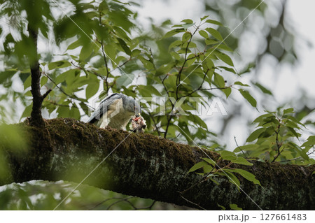 枝に留まって食事中のツミ 127661483