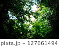 森のまどろみ、ぼんやりと 127661494