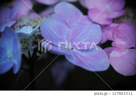 梅雨時を彩る紫色のガクあじさい 梅雨時を彩る紫色のガクあじさい 127661511