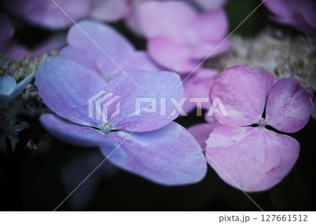 梅雨時を彩る紫色のガクあじさい 梅雨時を彩る紫色のガクあじさい 127661512