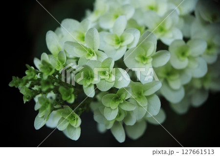 白い柏紫陽花 白い柏紫陽花 127661513