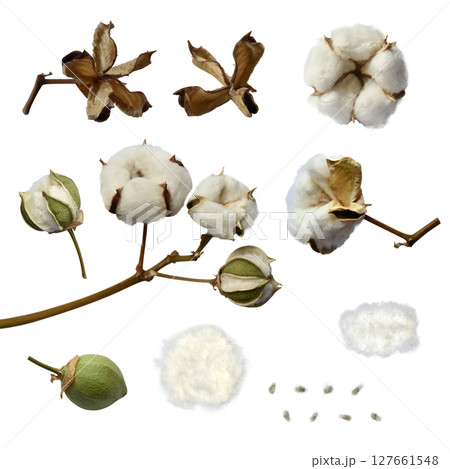 ふわふわ綿花とオーガニックな綿素材の、切抜きパーツ 127661548