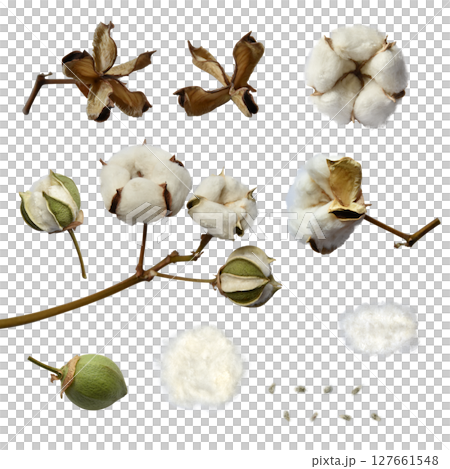 ふわふわ綿花とオーガニックな綿素材の、切抜きパーツ 127661548