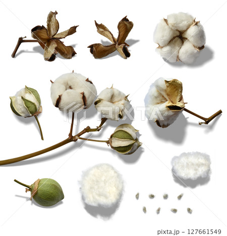 ふわふわ綿花とオーガニックな綿素材の、切抜き影付きパーツ ふわふわ綿花とオーガニックな綿素材の、切抜き影付きパーツ 127661549