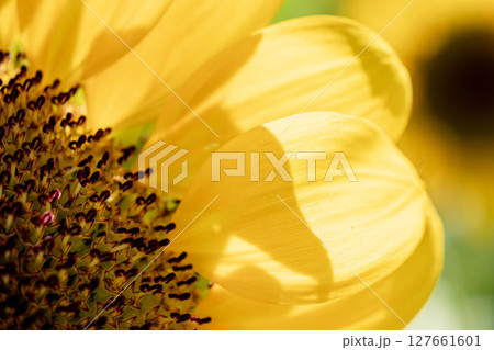 黄色いヒマワリ 127661601