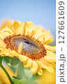 青空に向かって咲くひまわり 127661609