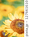ヒマワリ 127661610