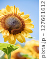 青空に映えるひまわり 127661612