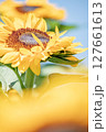 元気なひまわり 127661613