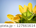 空を見上げるひまわり 127661614