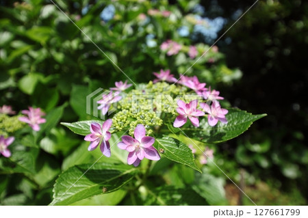 梅雨時を彩るあじさいダンスパーティーの花 127661799