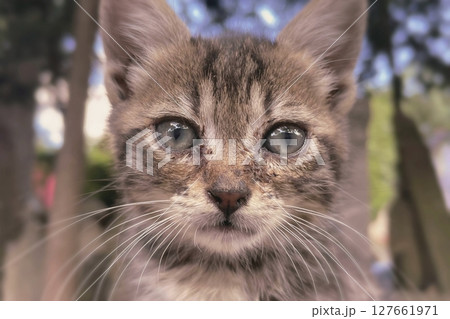 Tabby Kitten Close Up with Curious, Intense Expression.Fluffy tabby kitten stares with charm and feline focus. Tabby Kitten Close Up with Curious, Intense Expression.Fluffy tabby kitten stares with charm and feline focus. 127661971