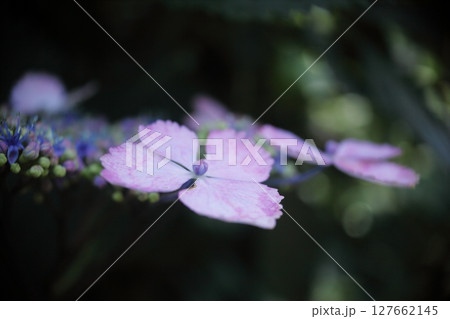 梅雨時を彩るあじさい 127662145