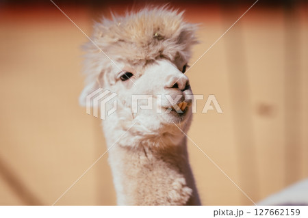 八ヶ岳のスキー場のアルパカ 127662159