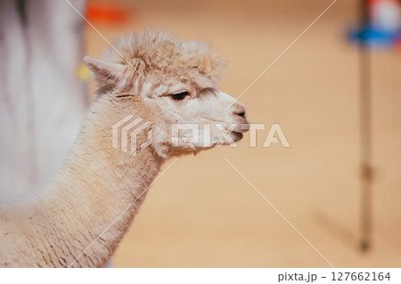 八ヶ岳のスキー場のアルパカ 127662164