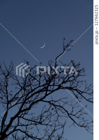 日没後の空に浮かぶ三日月と木々のシルエット 日没後の空に浮かぶ三日月と木々のシルエット 127662325