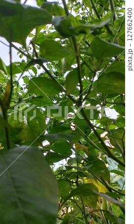 green leaves of mango tree 127662400