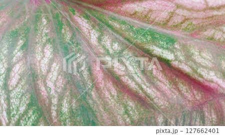 surface of a taro leaf taken close up 127662401